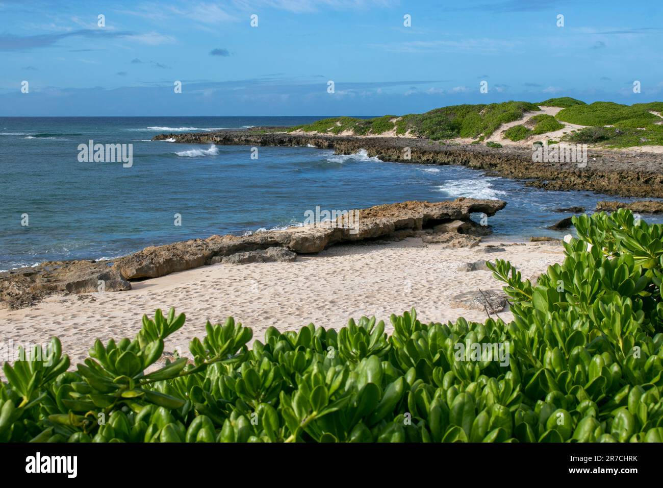 Espresso-Spaß in der Sonne und ein Urlaub Dieses Bild am Turtle Beach in Oahu, Hawaii, wird Ihr Design vervollkommnen. Mit Felsen, Felsen, Meer, Stockfoto