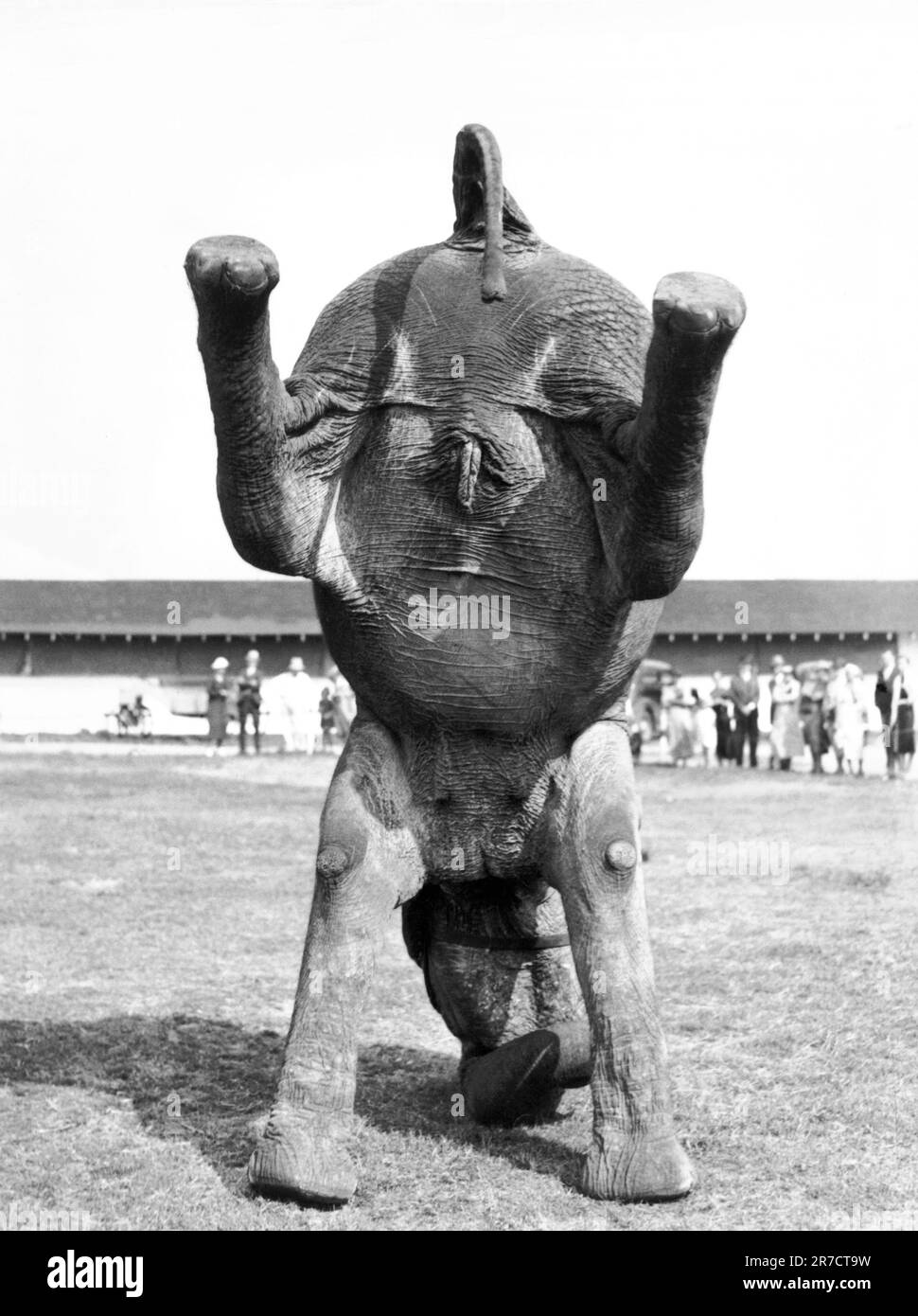 Florida: 13. März 1937 Hattie, eine der Ringling Brothers, die Elefanten Barnum und Bailey Circus, macht sich auf den Fersen, während sich der Zirkus darauf vorbereitet, das Camp für die jährliche Wanderung nach Norden in diesem Frühling zu brechen. Stockfoto