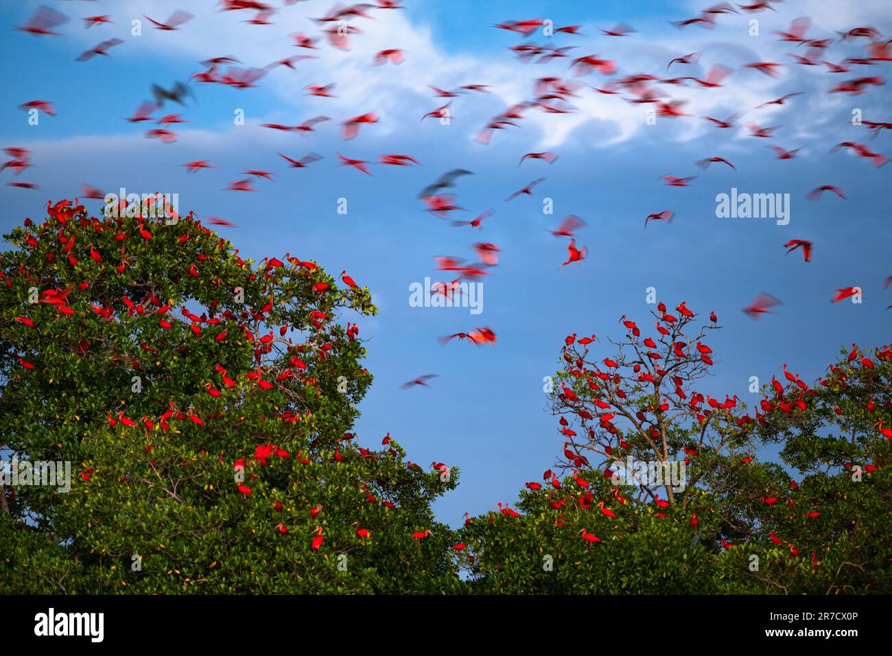 Eine große Gruppe von Scarlet Ibis (Eudocimus ruber) nähert sich seinem Versteck in den Mangroven im Nordosten Brasiliens. Stockfoto