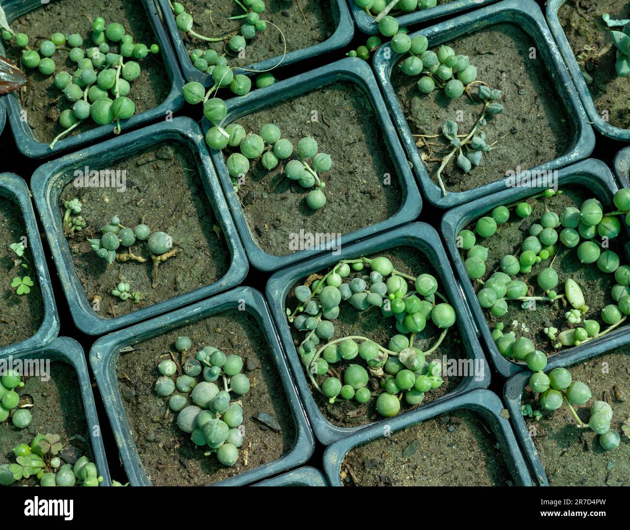 In kleinen Töpfen vermehrte Perlenstränge von Senecio rowleyanus Stockfoto