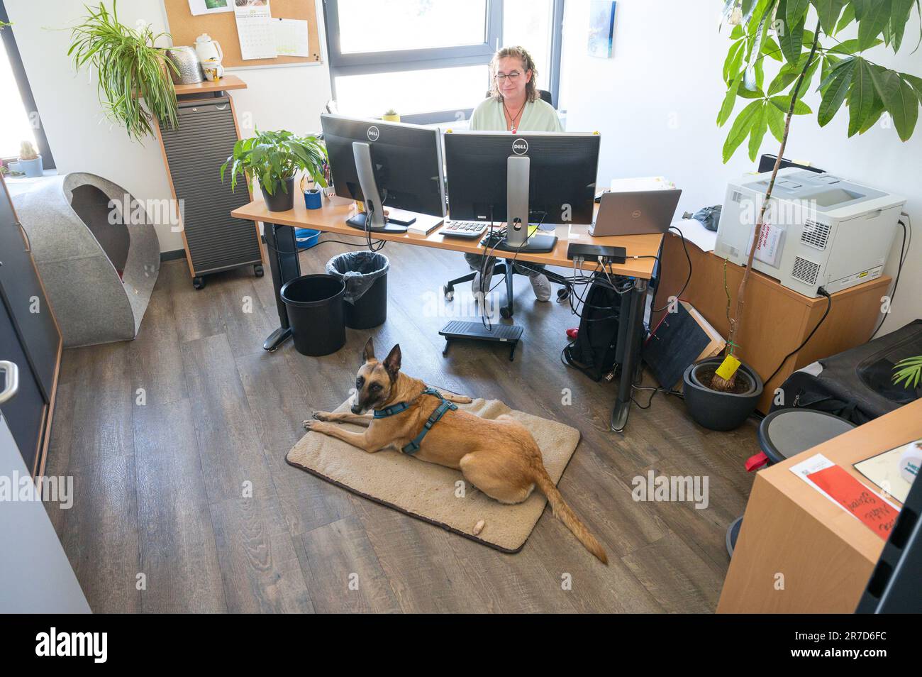 14. Juni 2023, Saarland, Saarbrücken: Silke Gwizdek arbeitet an ihrem Schreibtisch mit Hund Bella, der vor ihr liegt. Der Arbeitgeber von Gwizdek, das Unternehmen Consistec, erlaubt seinen Mitarbeitern, ihre Hunde ins Büro zu bringen. Foto: Oliver Dietze/dpa Stockfoto