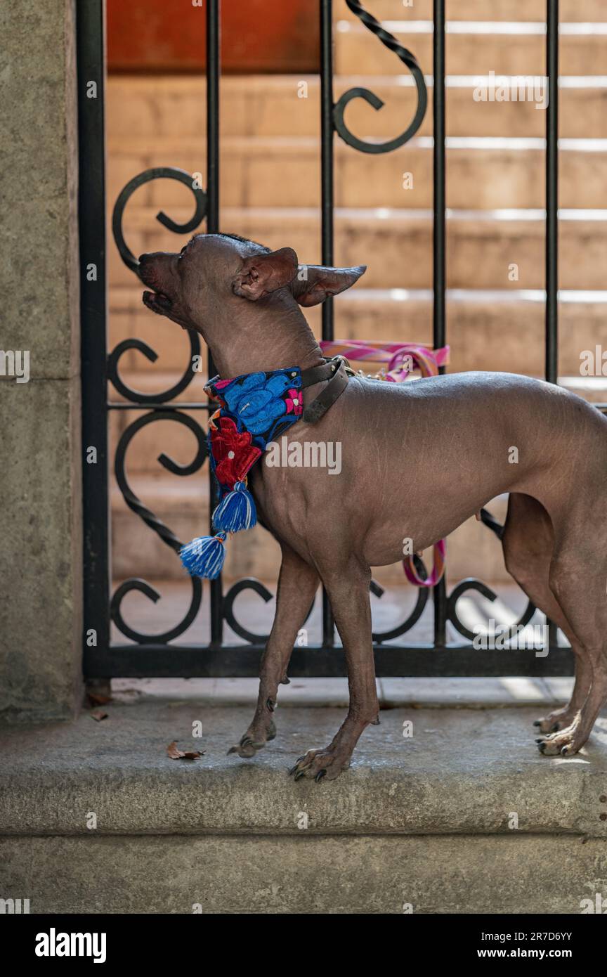 Der edle Hund Xoloitzcuintle: Ein Symbol des mexikanischen Erbes Stockfoto