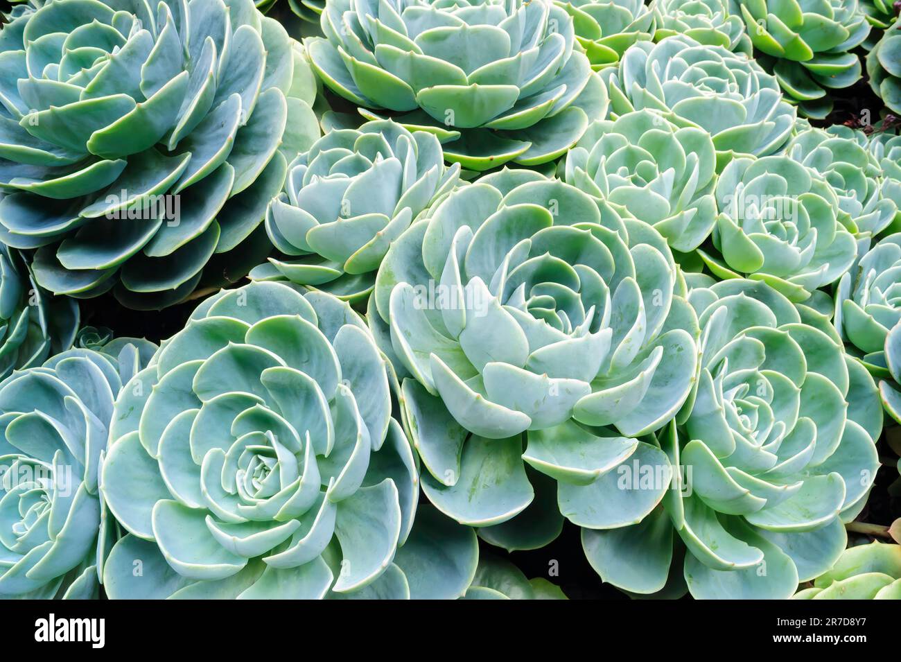 Echeveria elegans wachsen in einem Garten in Costa Rica. Stockfoto