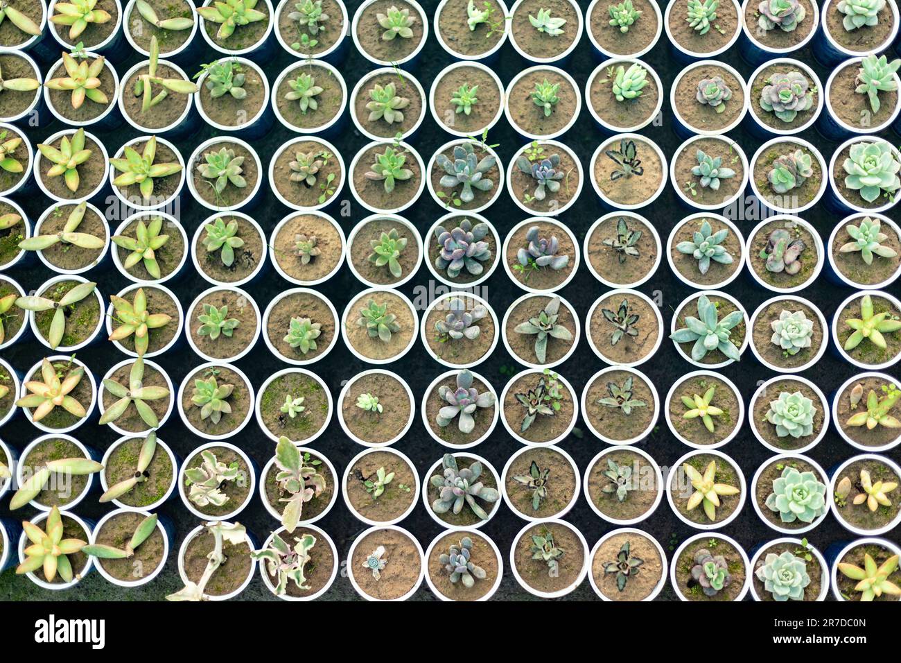 Bunte verschiedene Sorten saftiger Pflanzen in kleinen Töpfen Stockfoto