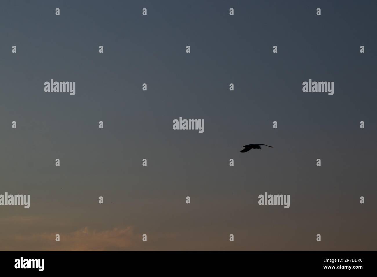Nahaufnahme einer Möwe bei Sonnenuntergang gegen den Himmel im Flug Stockfoto