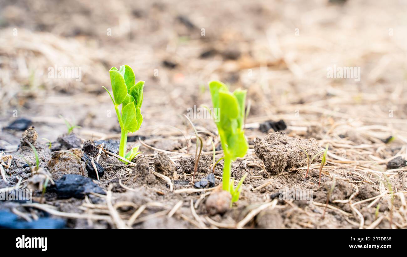 Junge Blätter einer aufsteigenden jungen Erbse, die im Boden auf einem Gartenbeet wachsen. Leguminosen im Garten anbauen Stockfoto