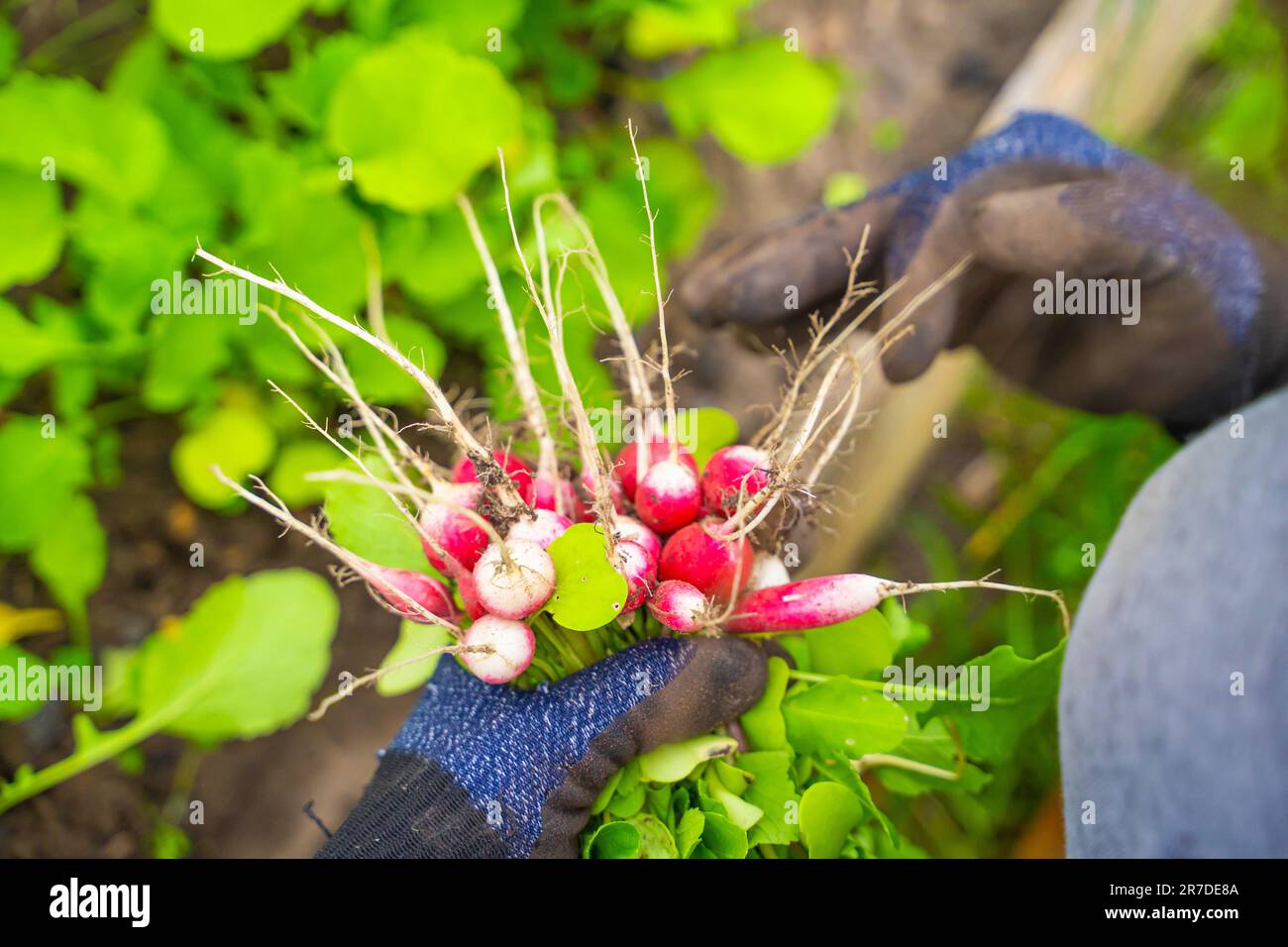 Eine Hand hält eine Ernte von rotem Rettich in Nahaufnahme vor dem Hintergrund eines Gartenbetts. Frühernte eines Wurzelgemüses in einem Gewächshaus Stockfoto