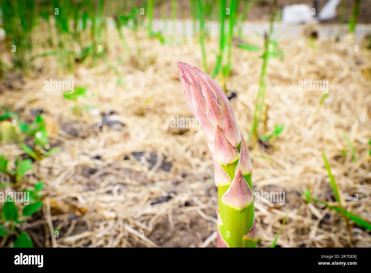 Rötliche Spitze des Spargels, der im Garten wächst, Nahaufnahme vor einem verschwommenen Hintergrund. Essbarer Teil des grünen Spargels Stockfoto