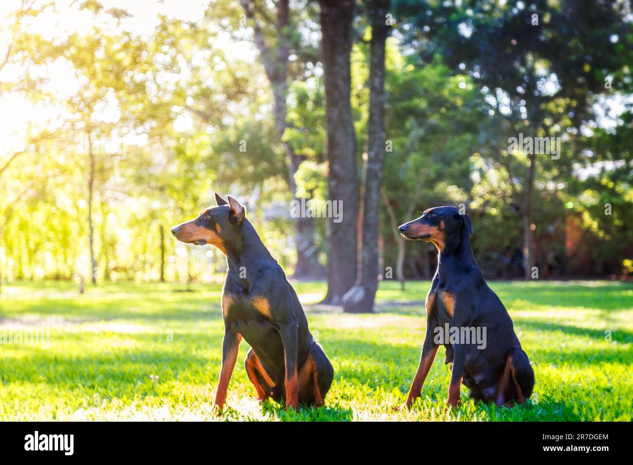 Zwei Hundebegleiter sitzen in einer grasbedeckten Umgebung und blicken in Richtung des Horizonts Stockfoto
