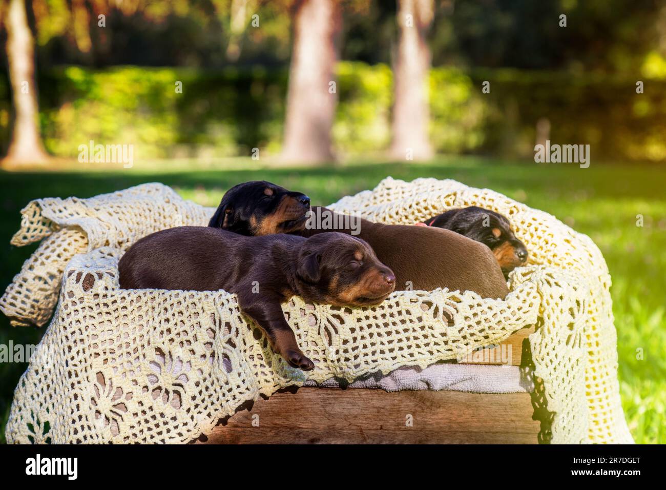 Die niedlichen Welpen kuschelten sich in eine gemütliche Decke und saßen in einer Holzkiste in einem sonnigen Park Stockfoto