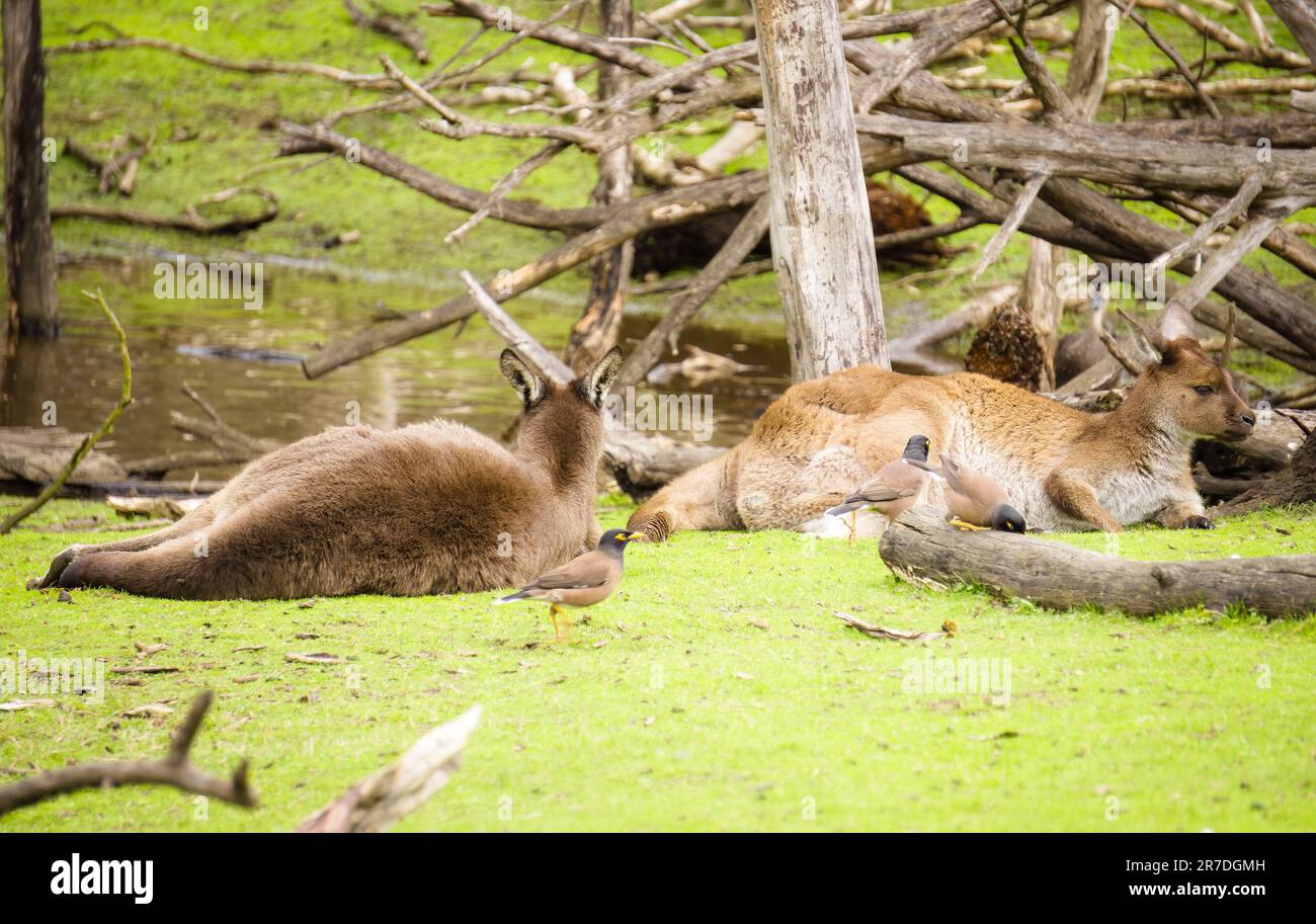 Kangaroo Island Kangaroo Foto Im Moonlit Sanctuary Stockfoto