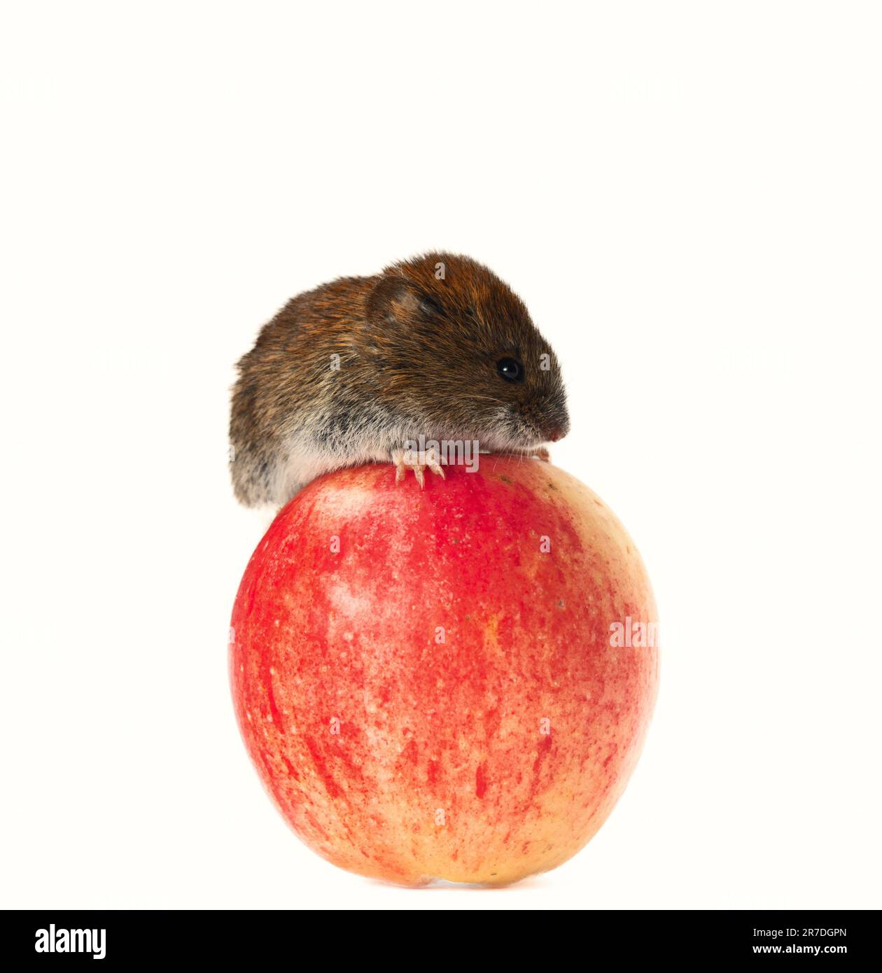 Konsumgesellschaft: Maus rollt einen riesigen Wurmapfel. Das Prinzip des amerikanischen New Yorker Konsumerismus so weit wie möglich Vertriebskonzept. Alles Klar Stockfoto