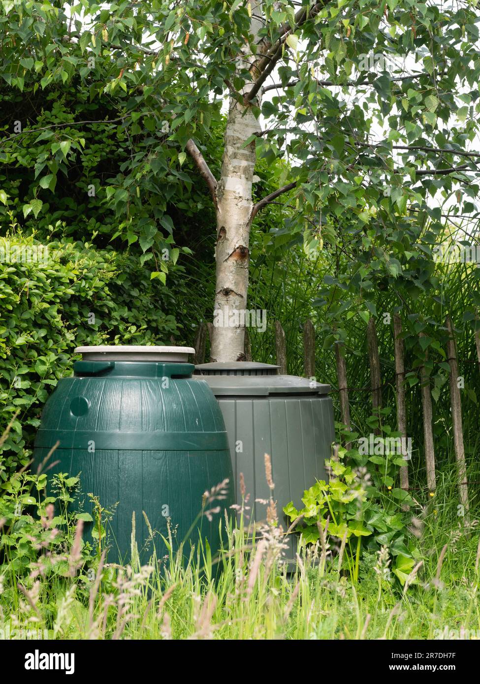 Regenwasserfass mit Kompost daneben in einer Ecke eines Gartens Stockfoto