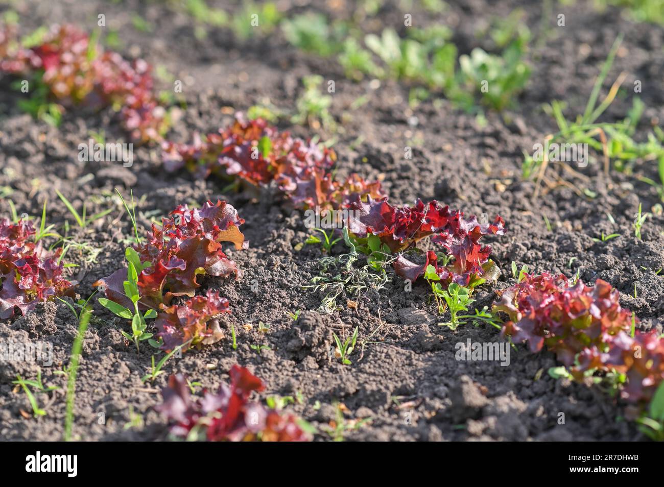 Junger Lollo Rosso-Salat im Boden Stockfoto