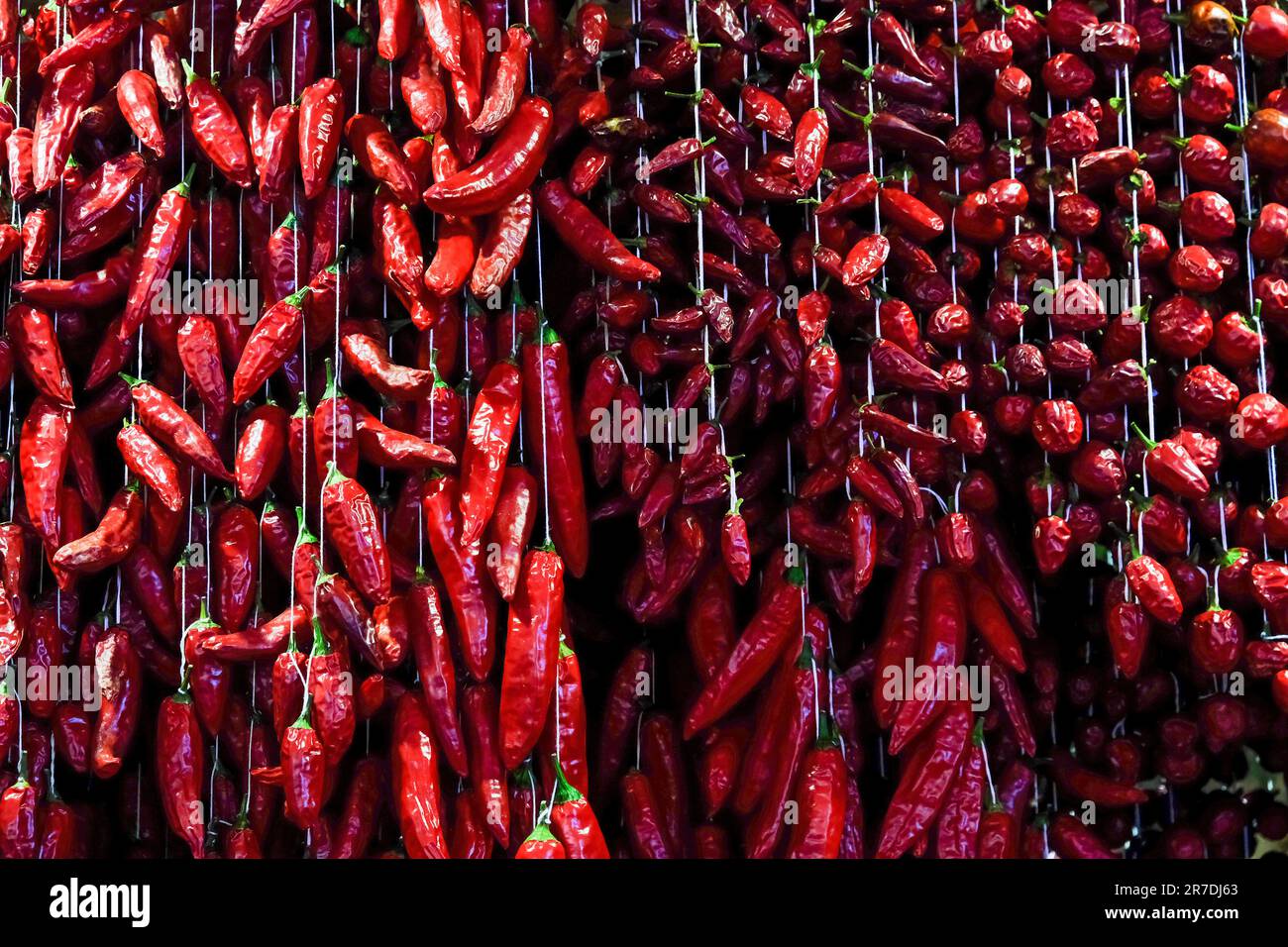 Sammlung von heißem Paprika auf Madeira, Portugal Stockfoto