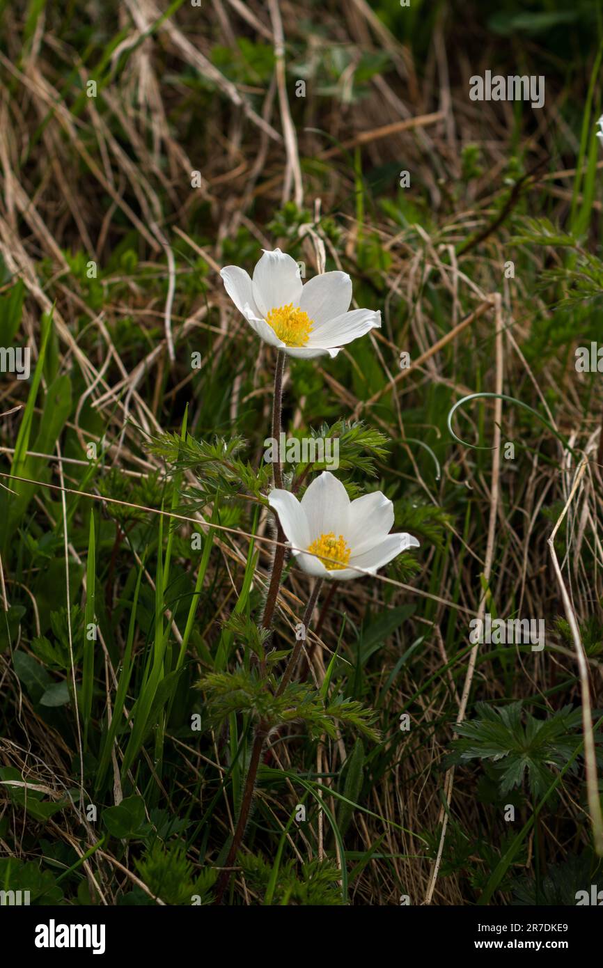 alpenanemone auf einer Bergwiese im nationalpark hohe tauern in osterreich an einem Sommertag Stockfoto