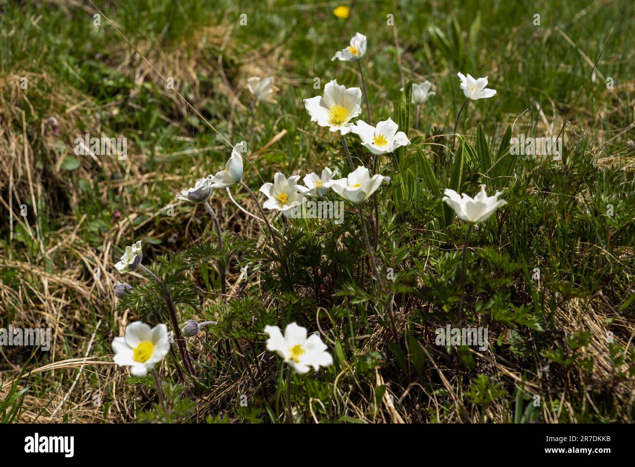 alpenanemone auf einer Bergwiese im nationalpark hohe tauern in osterreich an einem Sommertag Stockfoto
