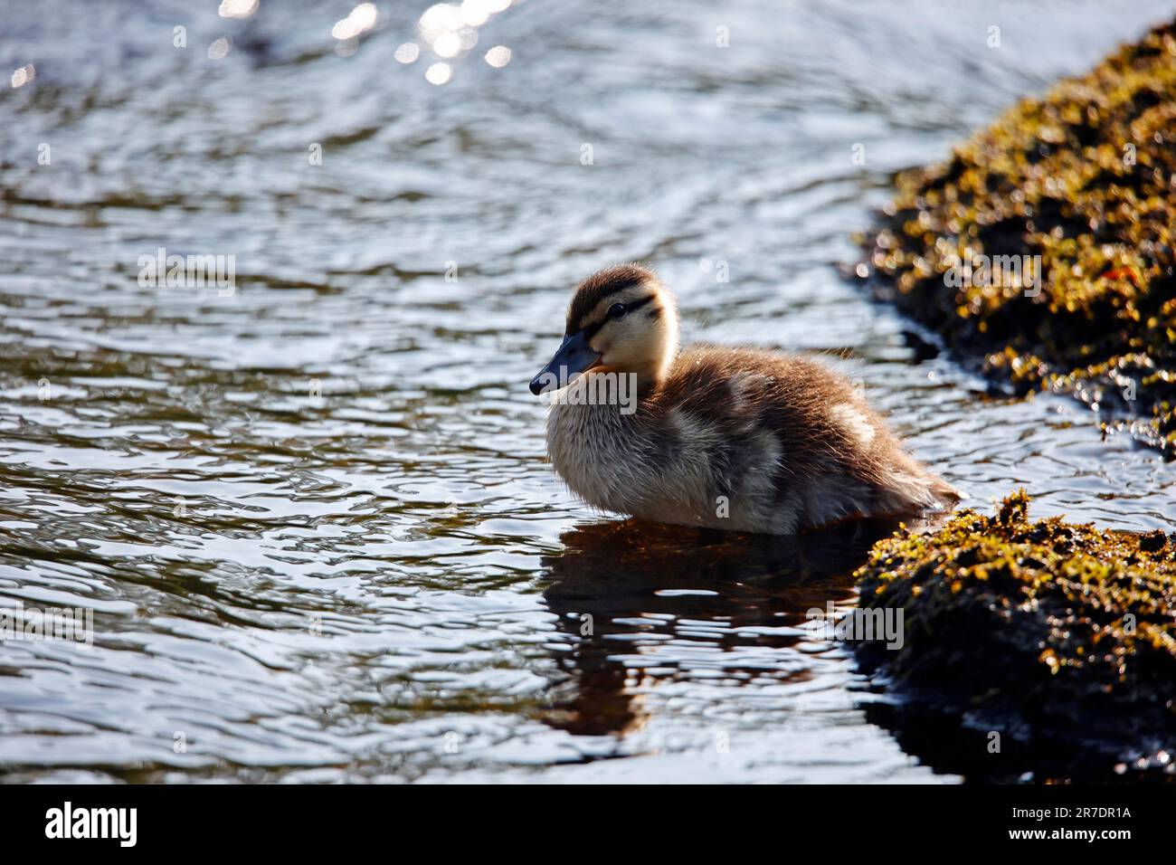 Mallard-Entlein auf dem Fluss Stockfoto