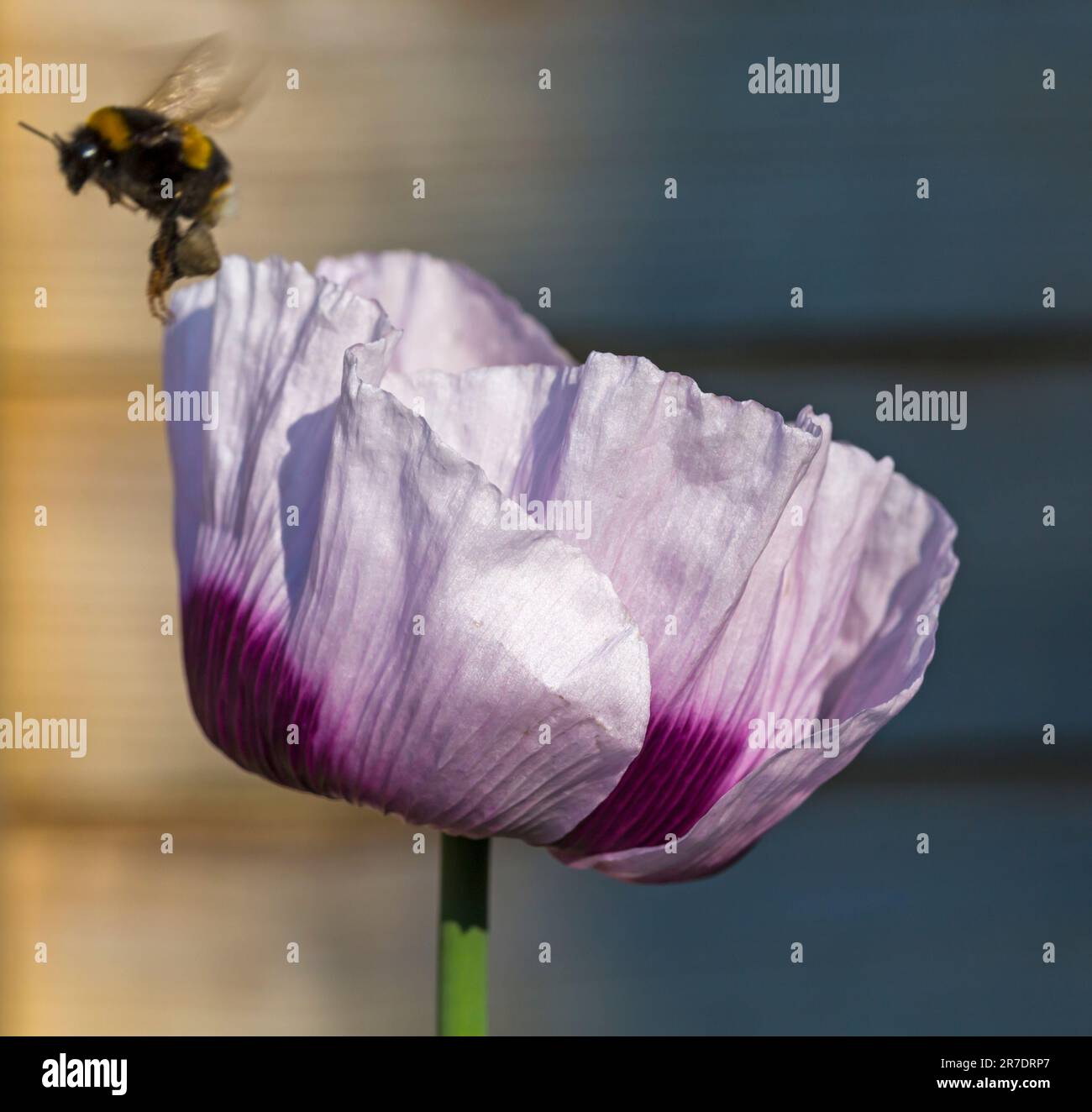Bournemouth, Dorset, Großbritannien. 15. Juni 2023 Wetter im Vereinigten Königreich: Bienen fressen Mohn in einem Garten und sammeln Pollen früh am Morgen an einem heißen, sonnigen Tag in Bournemouth. Kredit: Carolyn Jenkins/Alamy Live News Stockfoto