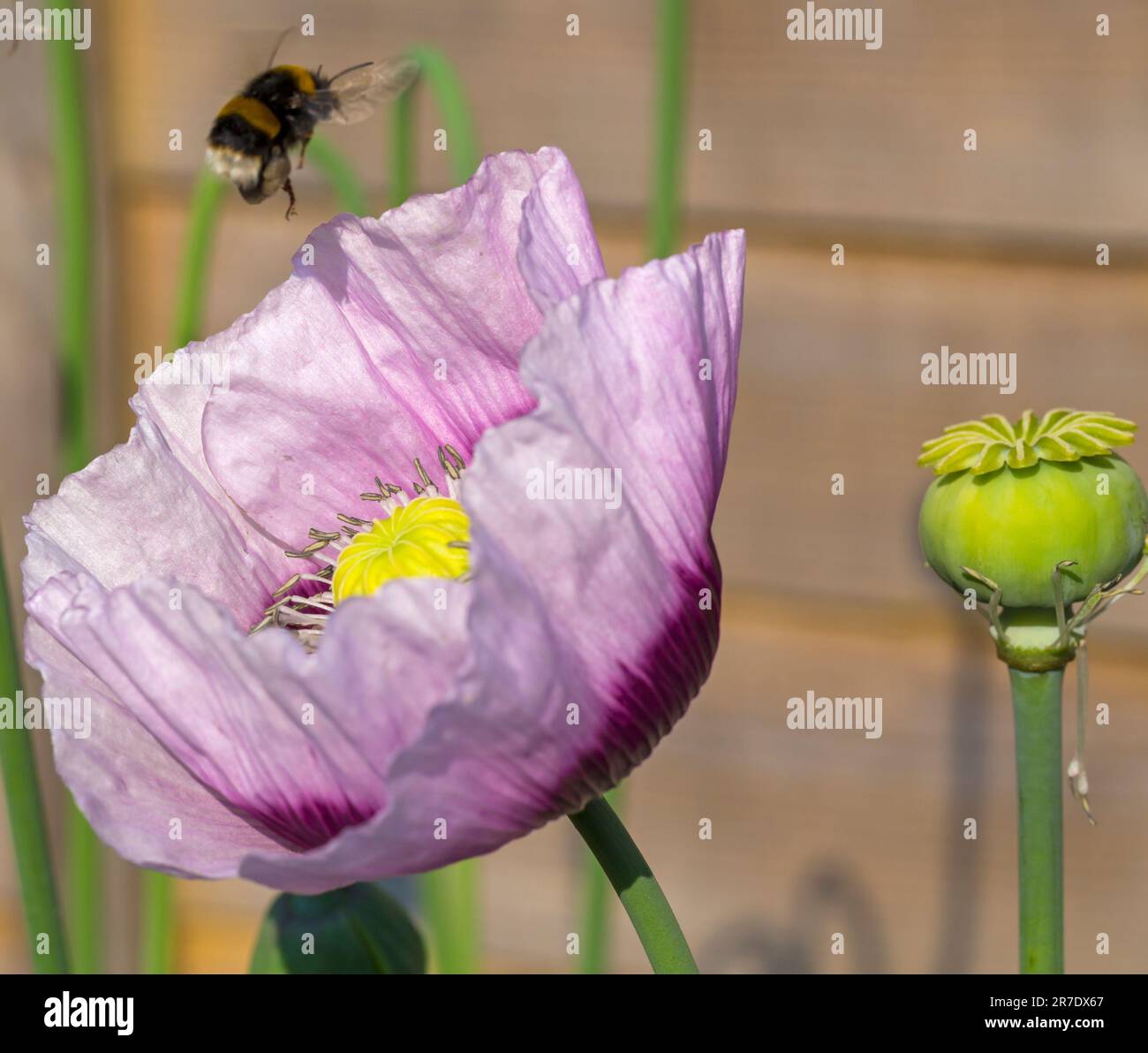 Bournemouth, Dorset, Großbritannien. 15. Juni 2023 Wetter im Vereinigten Königreich: Bienen fressen Mohn in einem Garten und sammeln Pollen früh am Morgen an einem heißen, sonnigen Tag in Bournemouth. Kredit: Carolyn Jenkins/Alamy Live News Stockfoto