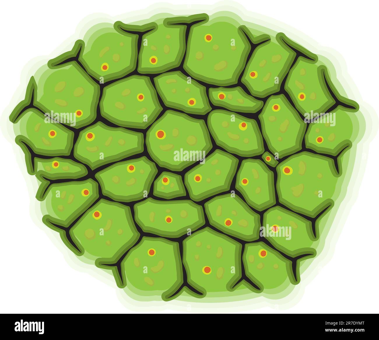 Vektordarstellung - eine schematische Darstellung lebender Zellen Stock Vektor