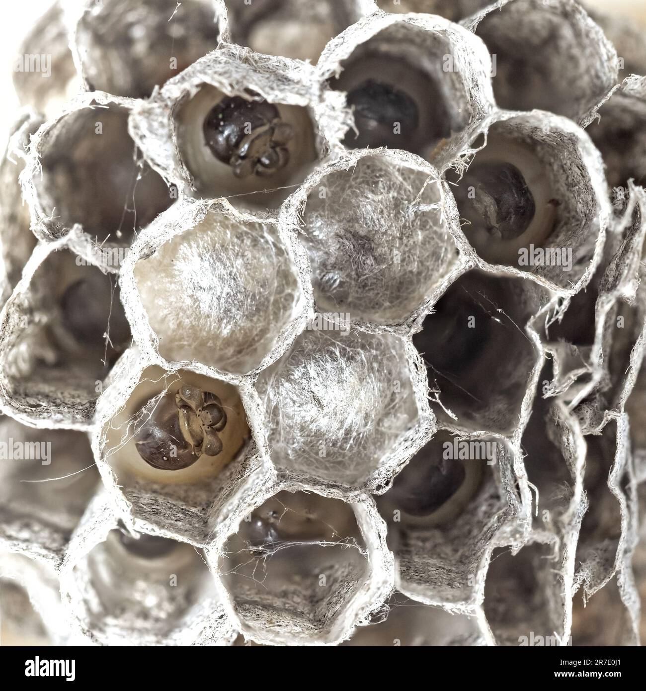 Die Köpfe der Wespenlarven. Wespennest mit Larve. Entwicklung der Wespenerzeugung. Stockfoto