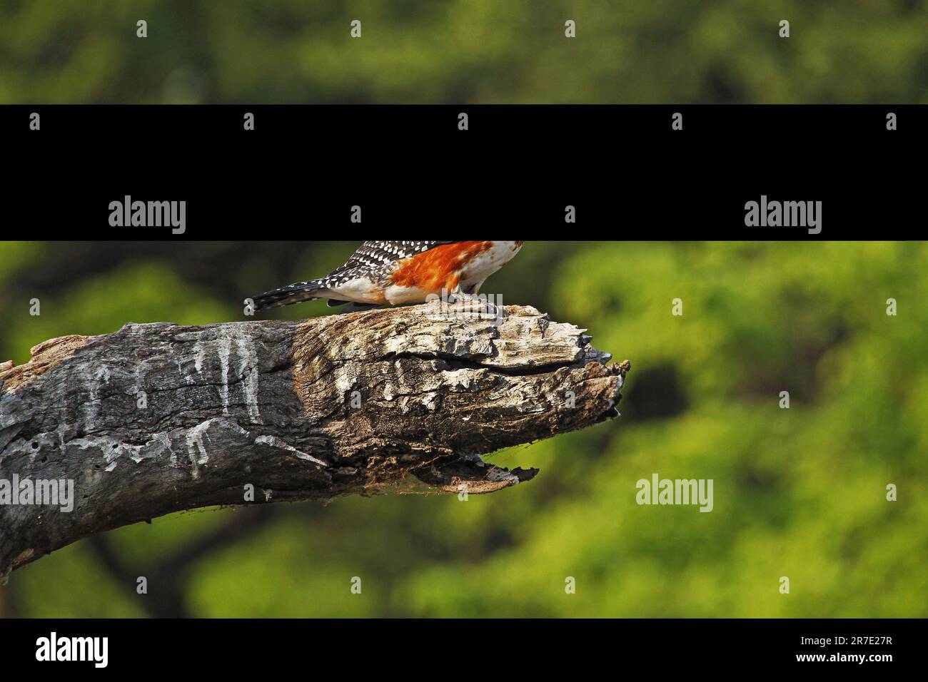 Riesen-Kingfisher, Megaceryle Maxima, Erwachsener, der auf dem Zweig steht, Moremi Reserve, Okavango Delta, Botsuana Stockfoto