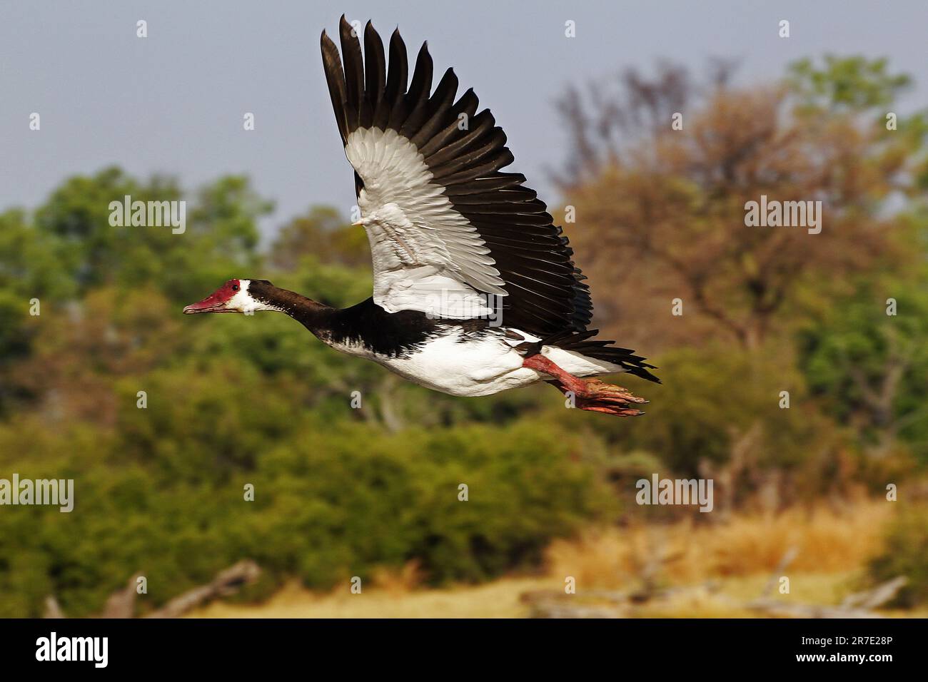 Sporengans, Plectropterus gambensis, Männlich im Flug, Moremi Reserve, Okavango Delta in Botswana Stockfoto