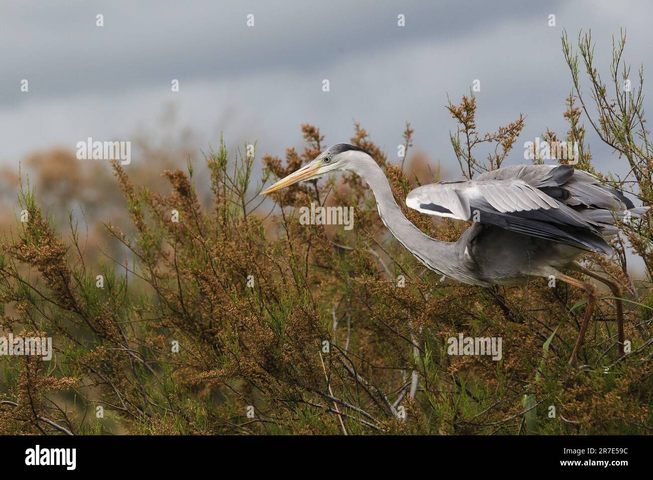 Grey Heron, ardea cinerea, unreif im Flug, startet von Bush, Camargue in Südfrankreich Stockfoto