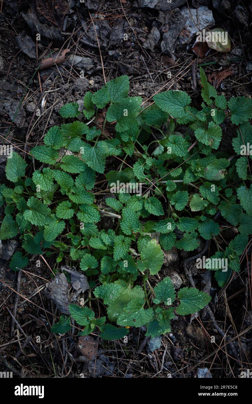 Junge Blätter von Knoblauchsenf oder Alliaria petiolata - eine essbare Wildpflanze, die im Frühjahr gesammelt wurde. Stockfoto