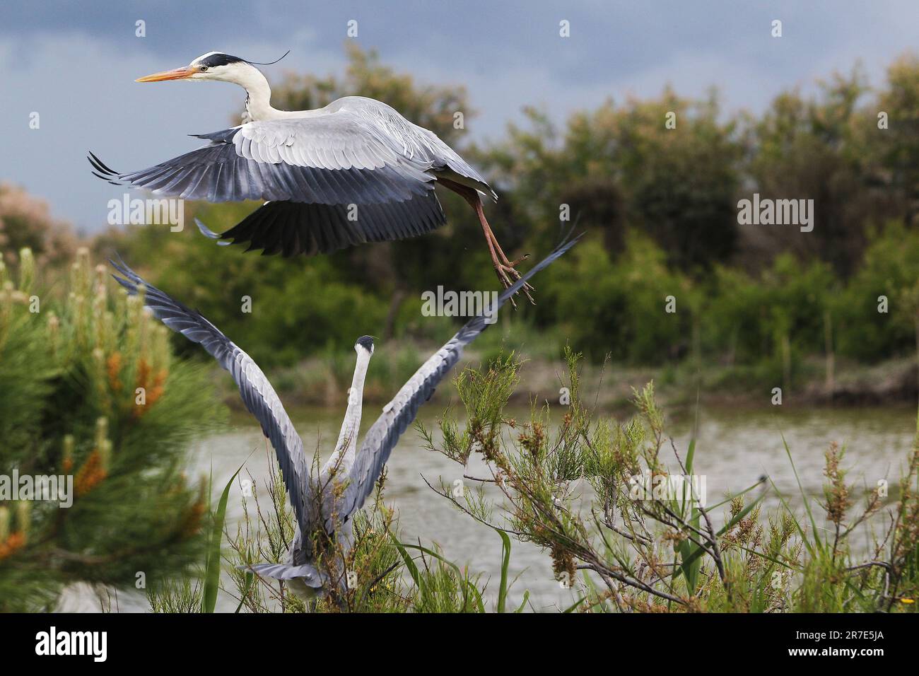 Gray Heron, ardea cinerea, Erwachsene im Flug, Abflug aus dem Busch, Camargue in Südfrankreich Stockfoto