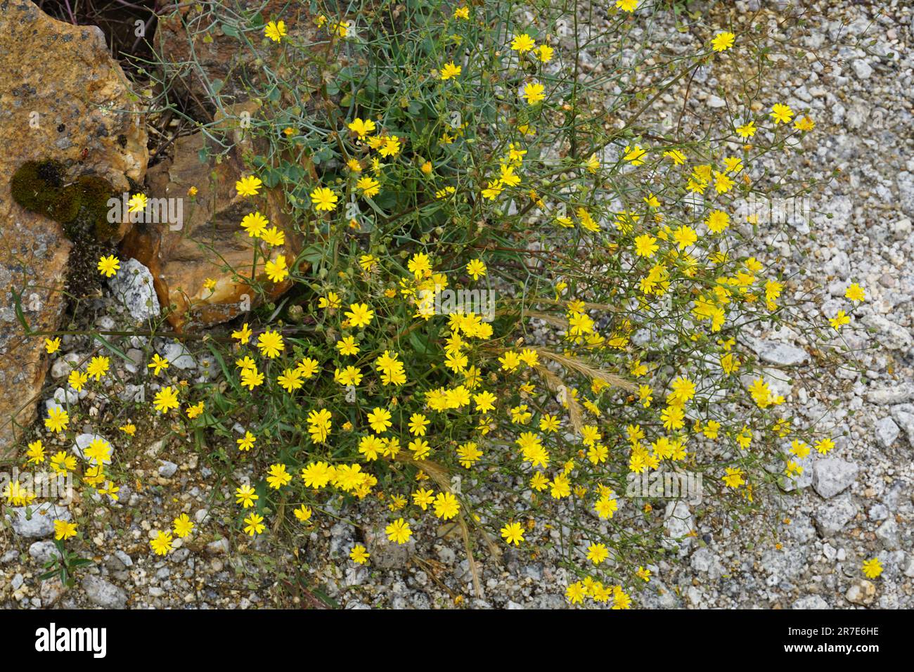 Glatter Habichtsbart, der aus dem Kies eines Fußwegs wächst Stockfoto