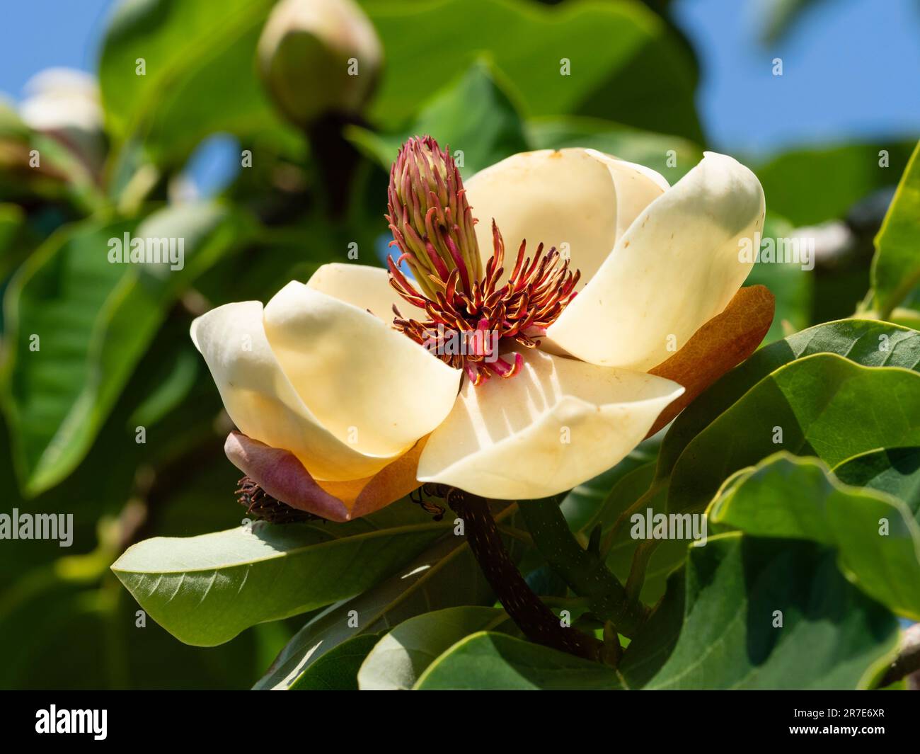 Cremige weiße Blütenblätter und rote Stäbe des im Sommer blühenden, harten kleinen Baumes, Magnolia x wieseneri Stockfoto