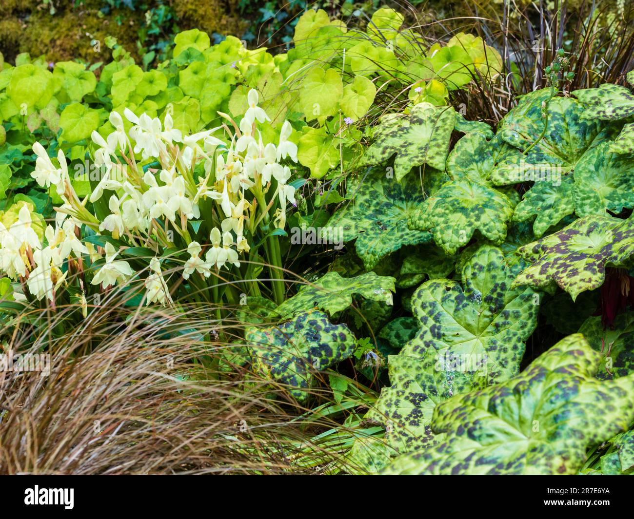 Schattige Pflanzung von Podophyllum „Spotty Dotty“ und Epimedium „Amber Queen“ mit Roscoea „Kew Beauty“-Blumen Stockfoto