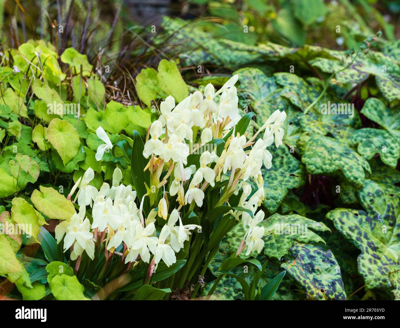 Schattige Pflanzung von Podophyllum „Spotty Dotty“ und Epimedium „Amber Queen“ mit Roscoea „Kew Beauty“-Blumen Stockfoto