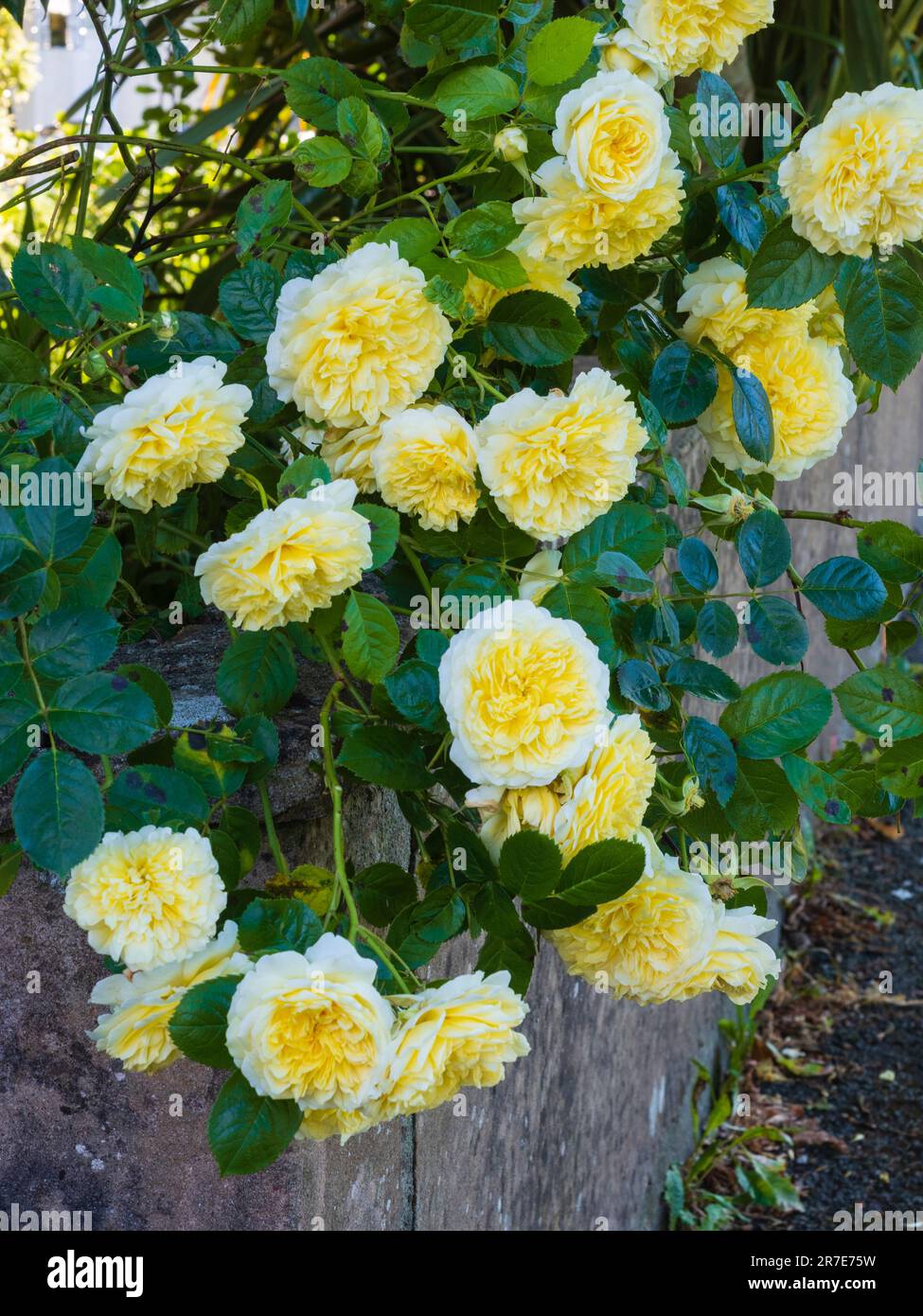 Duftende, gelbe Blumen der David Austen Bred English Rose, „Graham Thomas“ Stockfoto