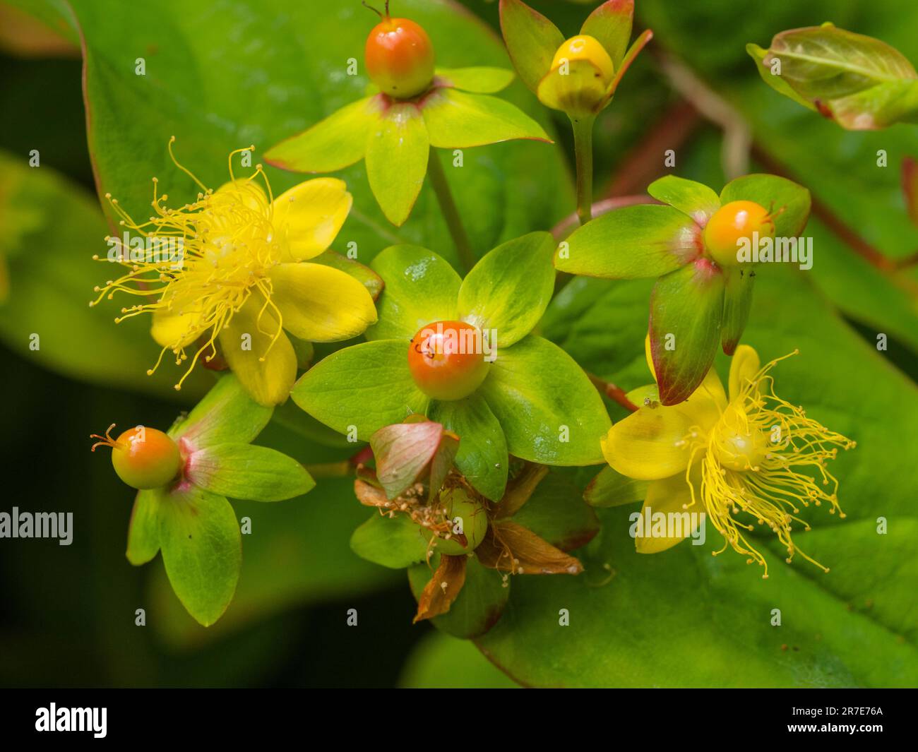 Gelbe Blüten und sich entwickelnde Beeren des im Vereinigten Königreich heimischen Strauchtutsan Hypericum androsaemum, der oft als Gartenpflanze angebaut wird Stockfoto