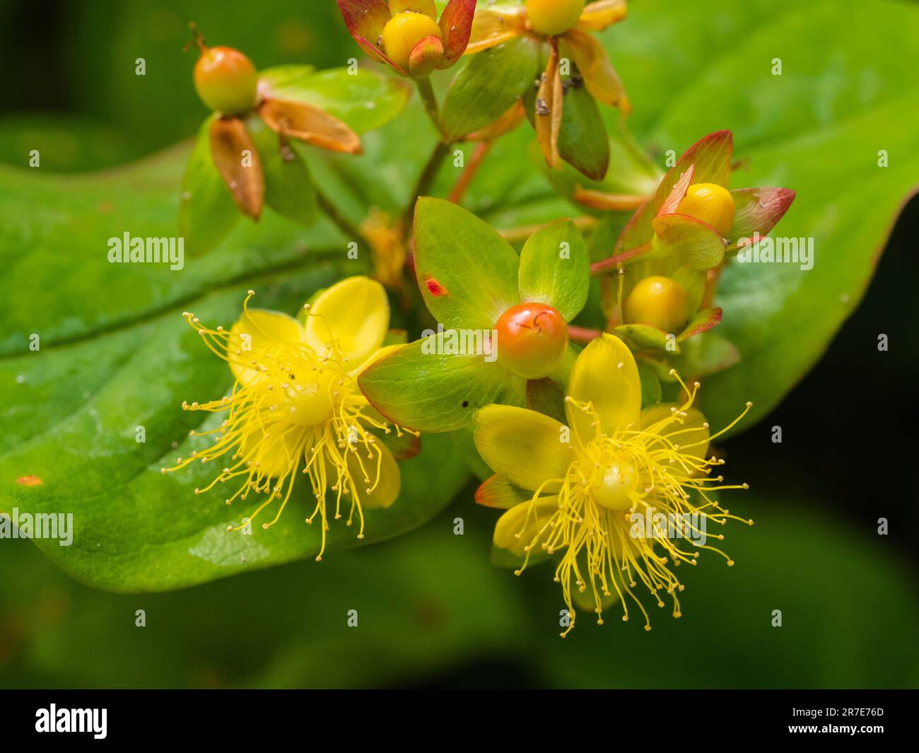 Gelbe Blüten und sich entwickelnde Beeren des im Vereinigten Königreich heimischen Strauchtutsan Hypericum androsaemum, der oft als Gartenpflanze angebaut wird Stockfoto