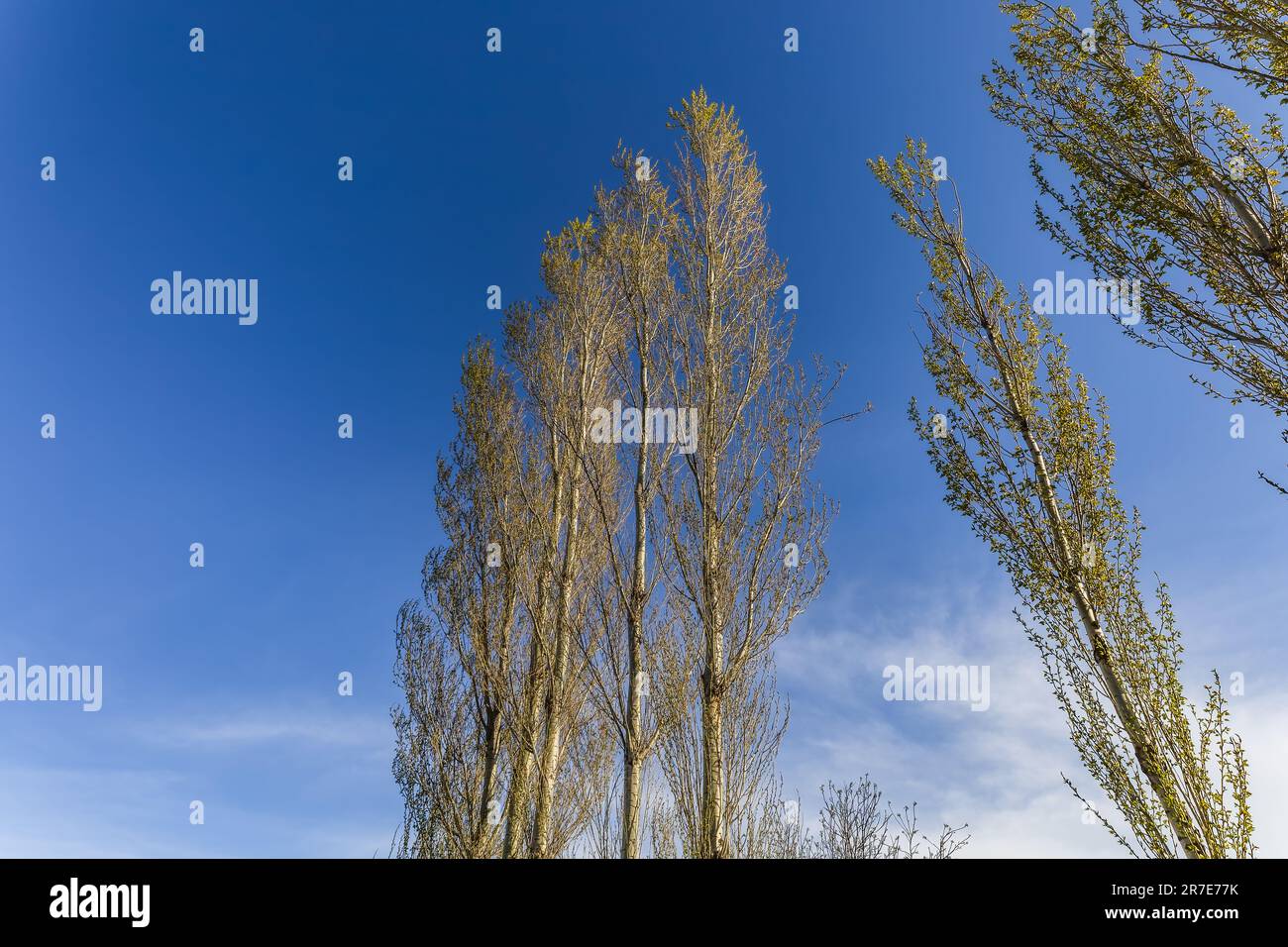 Zentralasiatischer Pappelbaum am Himmel Stockfoto