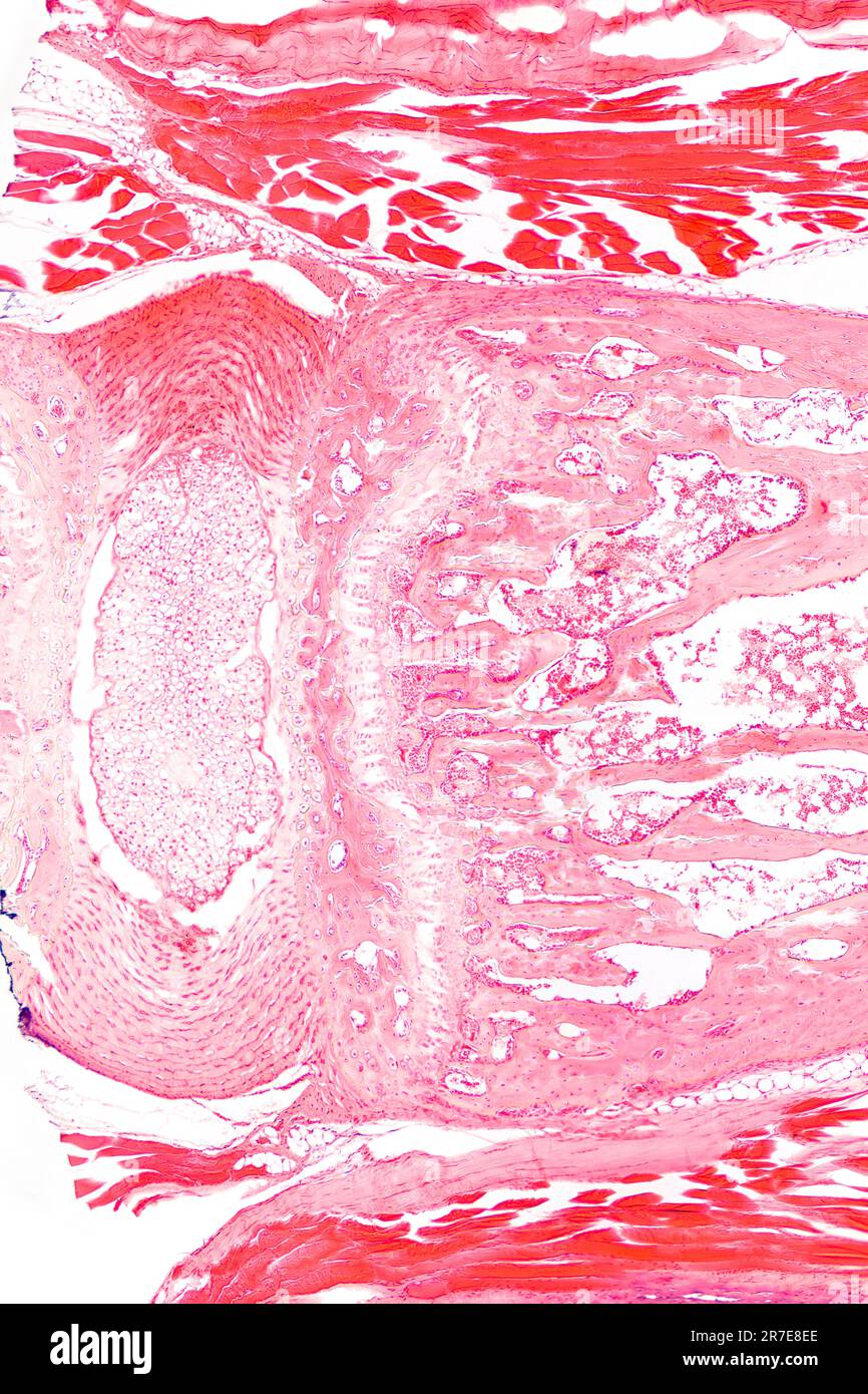 Sehne, Sehnenstück, Schnitt, 20X-Lichtmikroskop. Unter dem Mikroskop mit Hämatoxylin und Eosin gefärbt. Stockfoto