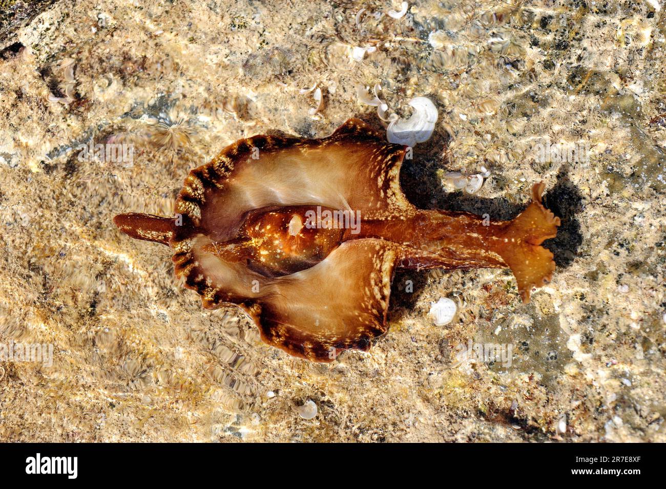 Seeschnecke oder Seehecht (Aplysia punctata). Muschelgastropoden opisthobranch Aplysiidae Familie. Sie stehen auf Algen. Mittelmeer. Cape Creus, Girona, Stockfoto