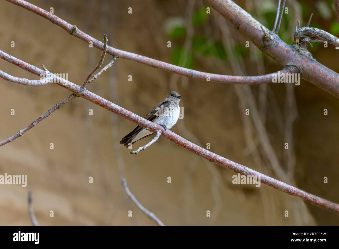 Der Sand martin (Riparia Riparia) im Flug. Vogel, auch bekannt als Uferschwalbe (in Amerika), Kragen-Sand-martin oder gemeiner Sand-martin Stockfoto