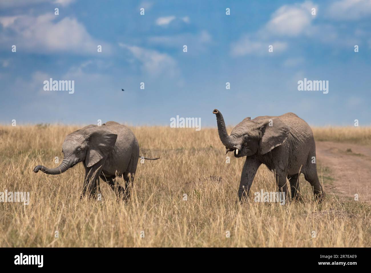 Ein Elefantenkalb mit einem älteren Familienmitglied. AMBOSELI-NATIONALPARK, KENIA: ATEMBERAUBENDE Bilder zeigen einen majestätischen Elefanten, der vor dem Berg Kil posiert Stockfoto