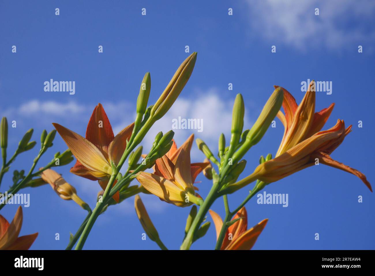 Orangefarbene Tageslilie, Hemerocallis fulva, vor einem blauen Himmel, wächst in einem Garten, Szigethalom, Ungarn Stockfoto