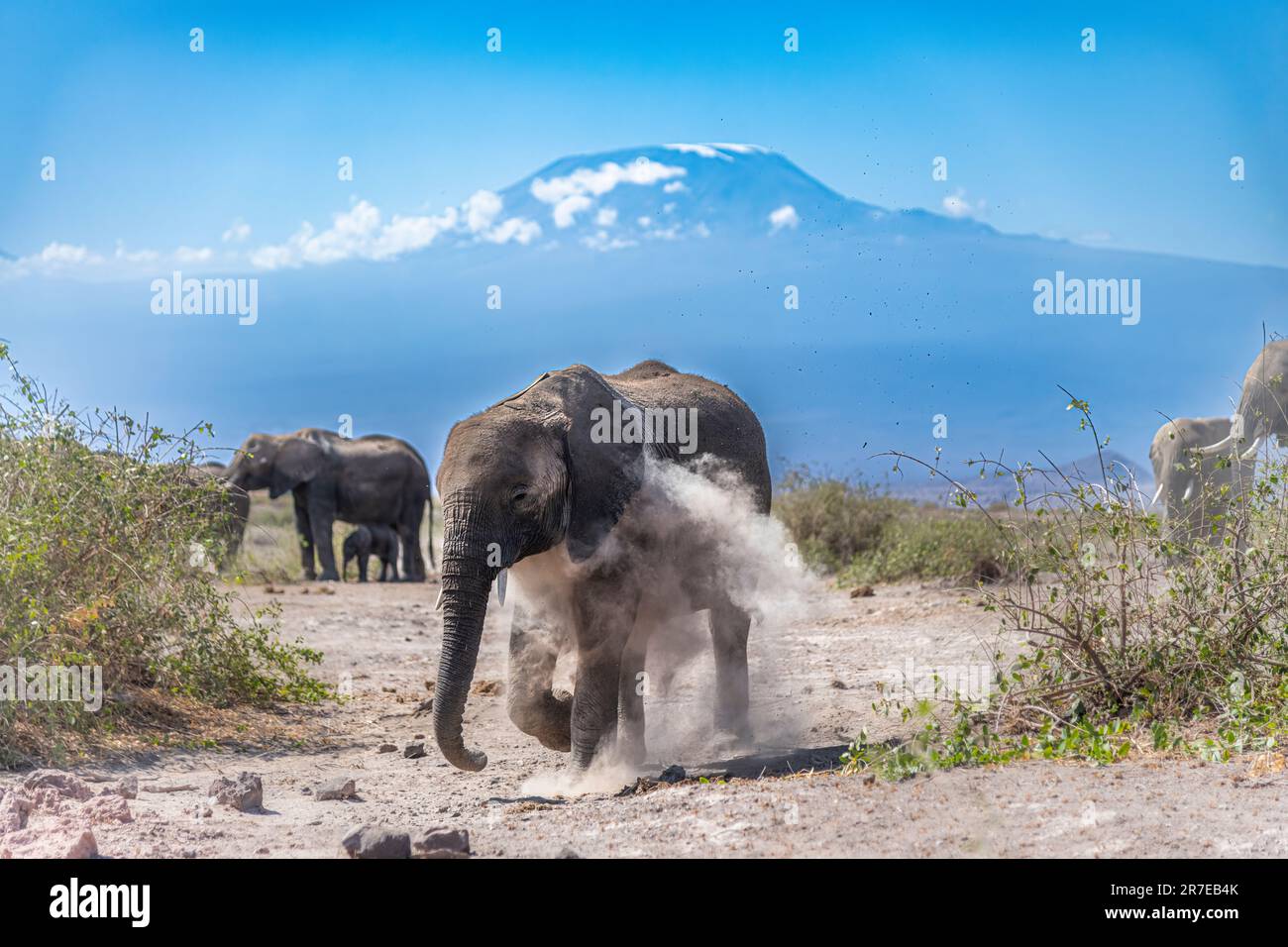Ein Elefant, der ein Staubbad vor dem Kilimandscharo hat. AMBOSELI-NATIONALPARK, KENIA: ATEMBERAUBENDE Bilder zeigen einen majestätischen Elefanten, der sich in fr Stockfoto