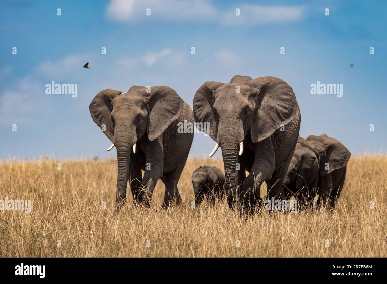 Die Elefantenfamilie im Grasland. AMBOSELI-NATIONALPARK, KENIA: ATEMBERAUBENDE Bilder zeigen einen majestätischen Elefanten, der vor dem Kilimandscharo posiert Stockfoto