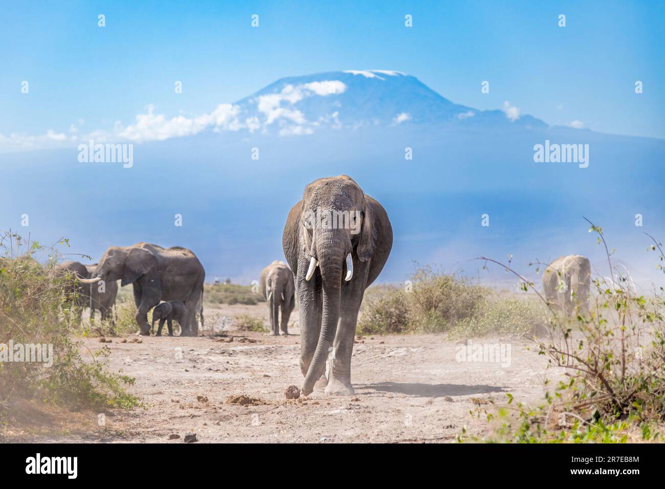 Die Elefanten kamen dem Fotografen Sunny Saha Pramanick sehr nahe. AMBOSELI-NATIONALPARK, KENIA: ATEMBERAUBENDE Bilder zeigen einen majestätischen Elefanten Stockfoto