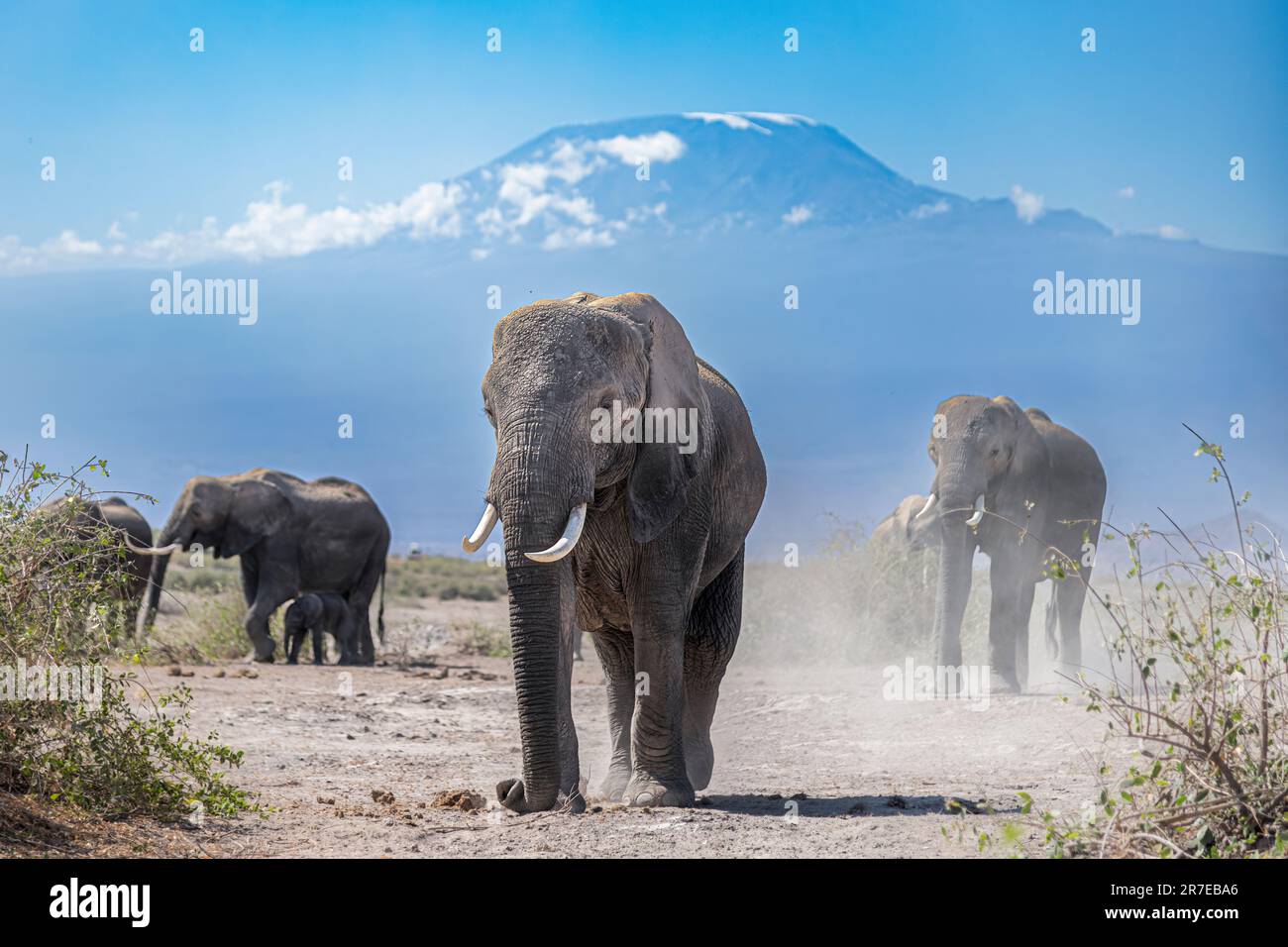 Die Elefanten mit dem Kilimandscharo im Hintergrund. AMBOSELI-NATIONALPARK, KENIA: ATEMBERAUBENDE Bilder zeigen einen majestätischen Elefanten, der sich vor ihm aufstellt Stockfoto