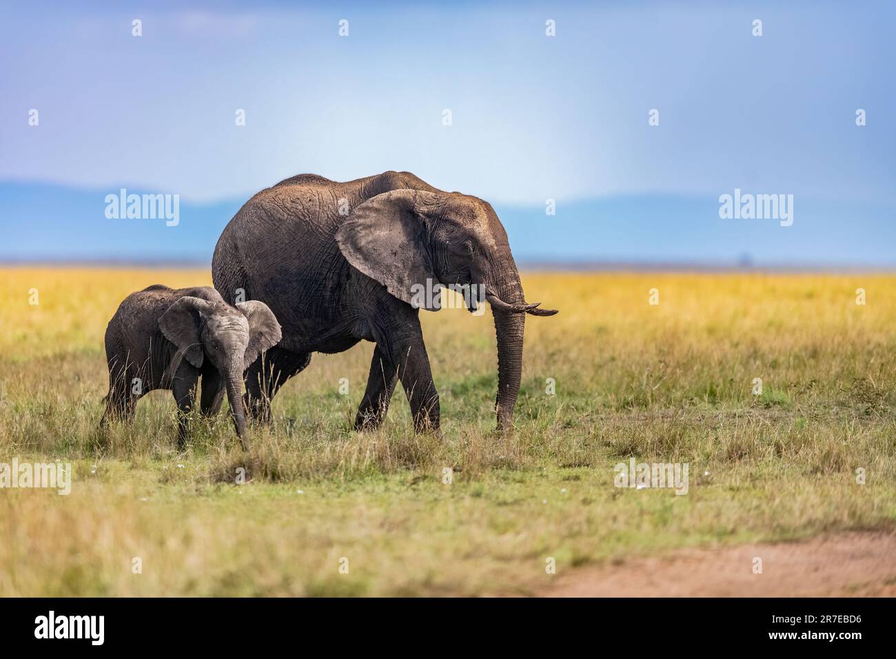 Ein Elefant und ein junges Kalb. AMBOSELI-NATIONALPARK, KENIA: ATEMBERAUBENDE Bilder zeigen einen majestätischen Elefanten, der vor dem Kilimandscharo posiert. Foto Stockfoto