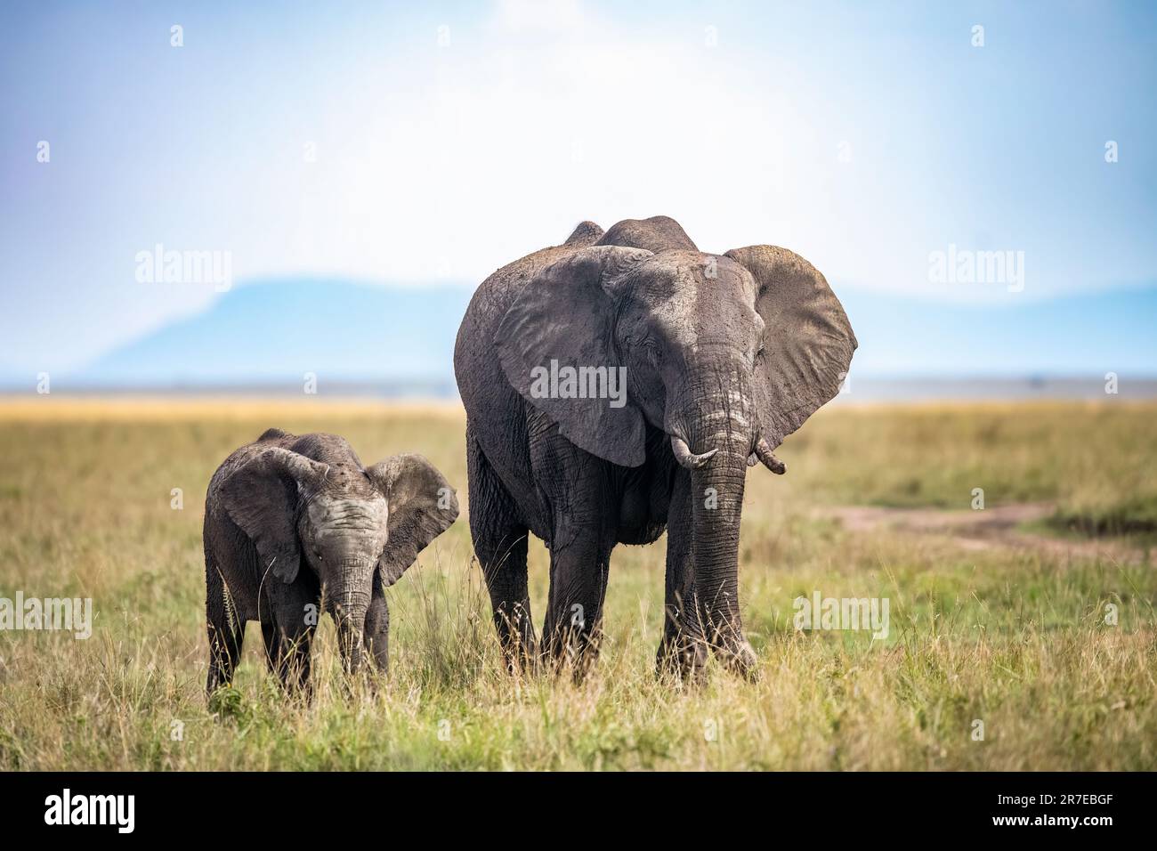 Ein Elefant mit einem Kalb. AMBOSELI-NATIONALPARK, KENIA: ATEMBERAUBENDE Bilder zeigen einen majestätischen Elefanten, der vor dem Kilimandscharo posiert. Fotos Stockfoto